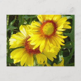 Carte Postale F6 Fleurs sauvages jaunes Gaillardia