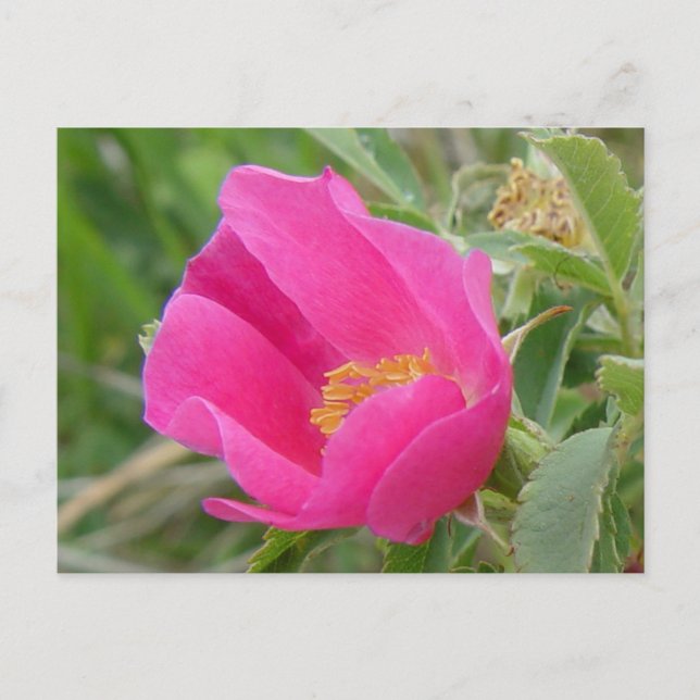 Carte Postale F7 Alberta Wild Rose (Devant)