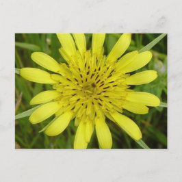 Carte Postale F9 Barbe de chèvre Fleur sauvage jaune