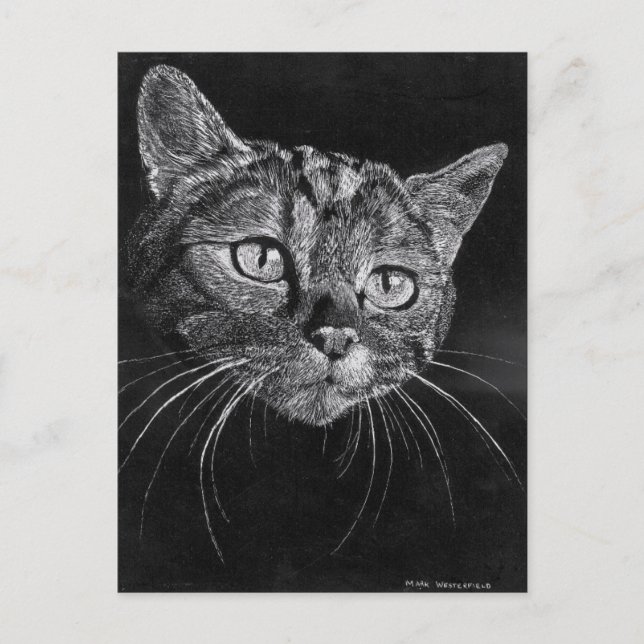 Carte Postale Face de chat (Devant)