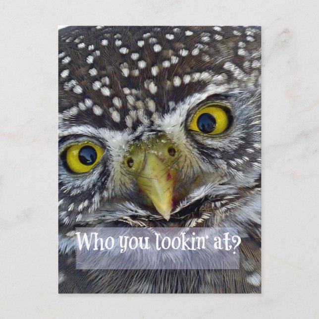 Carte Postale Face de chouette (Devant)