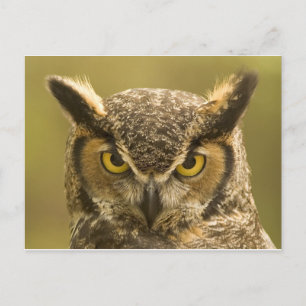 Carte Postale Face de hibou