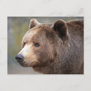 Carte Postale Face de l'ours