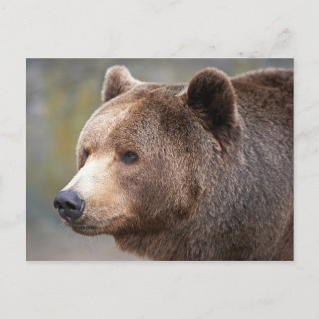 Carte Postale Face de l'ours (Devant)