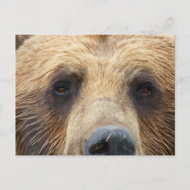Carte Postale Face de l'ours Brown (Devant)