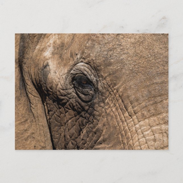 Carte Postale Face d'un éléphant (Devant)