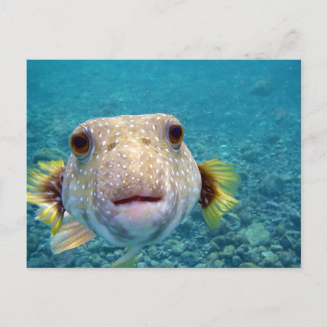 Carte Postale Face haute d'un Puffer Fish Arothron Hispidus (Devant)