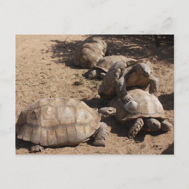 Carte Postale Faire l'amour (Devant)