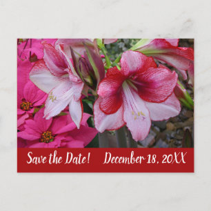 Carte Postale Faire-part Amaryllis et Poinsettias Sauvegarder la date