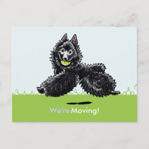 Carte Postale Faire-part Annonces de nouveau domicile pour Schipperke en dé