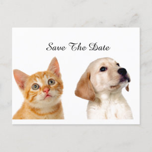 Carte Postale Faire-part Beau Chien Et Chat