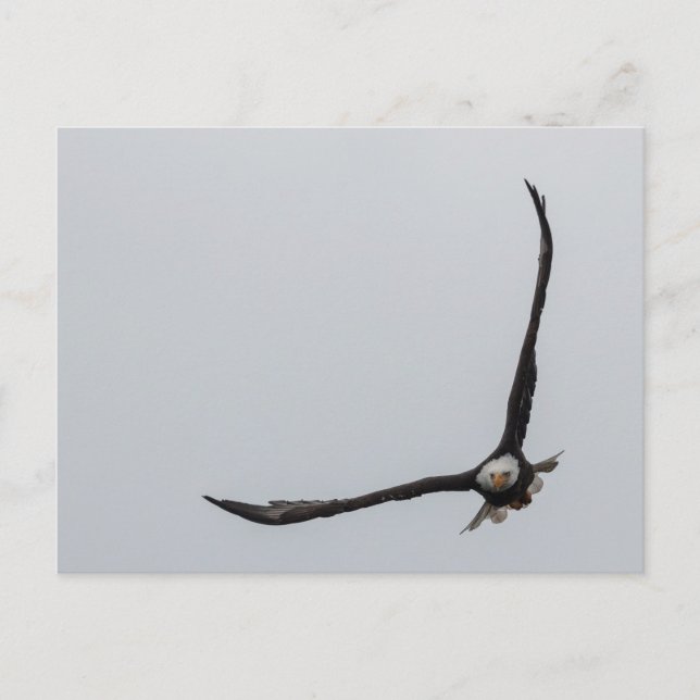 Carte Postale Faire-part Belle nature d'Eagle chauve de vol montant (Devant)