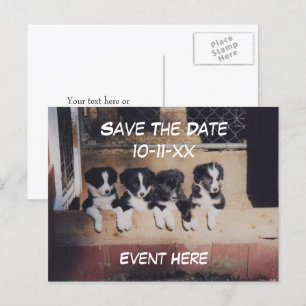 Carte Postale Faire-part Border Collie Chiots Chien Enregistrer La Date