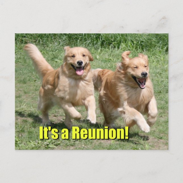 Carte Postale Faire-part C'est une réunion de Golden Retriever (Devant)