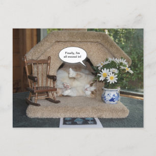 Carte Postale Faire-part Chat Drôle Nouvelle Adresse Déménagé