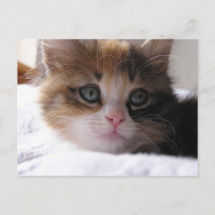 Carte Postale Faire-part Chaton d'abri