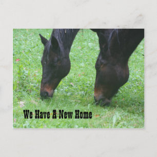 Carte Postale Faire-part Chevaux pâturant Nouvelle adresse Nature