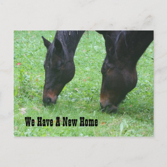 Carte Postale Faire-part Chevaux pâturant Nouvelle adresse Nature (Devant)