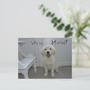 Carte Postale Faire-part Chiot Retriever Nous avons déplacé une nouvelle ad