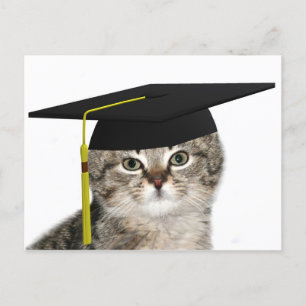 Carte Postale Faire-part Diplômé de chaton