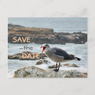 Carte Postale Faire-part Économies de mouette la date