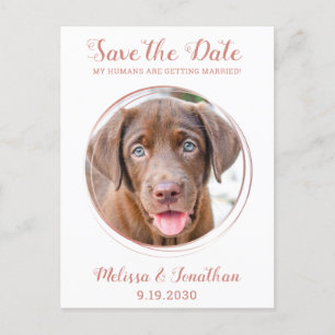 Carte Postale Faire-part Elégant Rose Gold Custom Pet Photo Dog Mariage