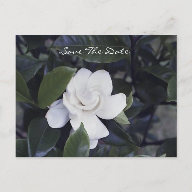 Carte Postale Faire-part Enchanting Gardenia Save The Date Postcard (Devant)
