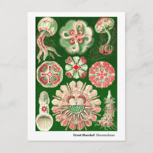 Carte Postale Faire-part Ernst Haeckel Discomedusae (Aurelia) Nouvelle adre