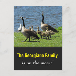 Carte Postale Faire-part Famille en mouvement + Oies du Canada sur l'herbe