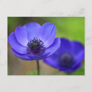 Carte Postale Faire-part Fleurs de Pavot Bleu Save The Date