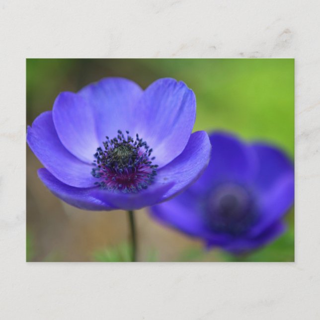 Carte Postale Faire-part Fleurs de Pavot Bleu Save The Date (Devant)