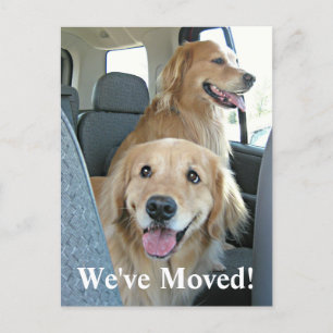 Carte Postale Faire-part Golden Retriever Nous avons déménagé Changement d'