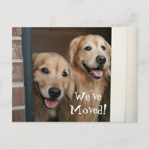 Carte Postale Faire-part Golden retriever nous avons déplacé la nouvelle