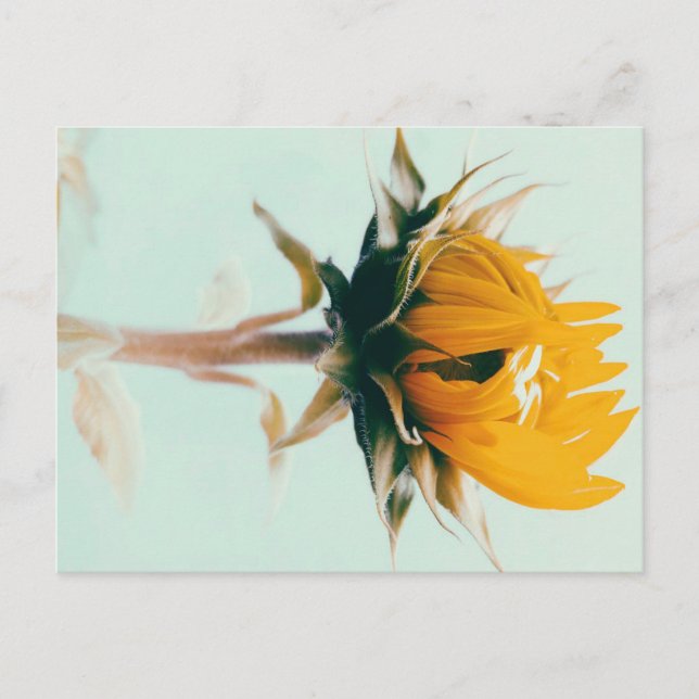 Carte Postale Faire-part Joli tournesol fleuri art (Devant)