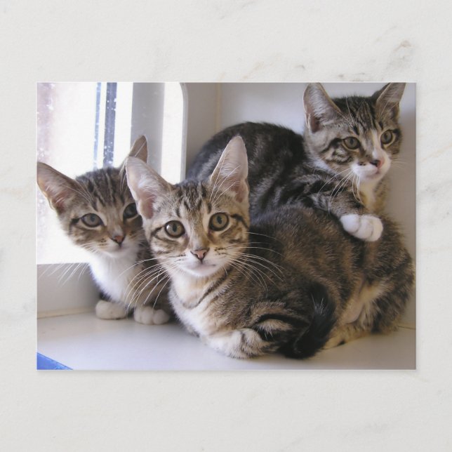 Carte Postale Faire-part Laurie, Larry et Louie (Devant)