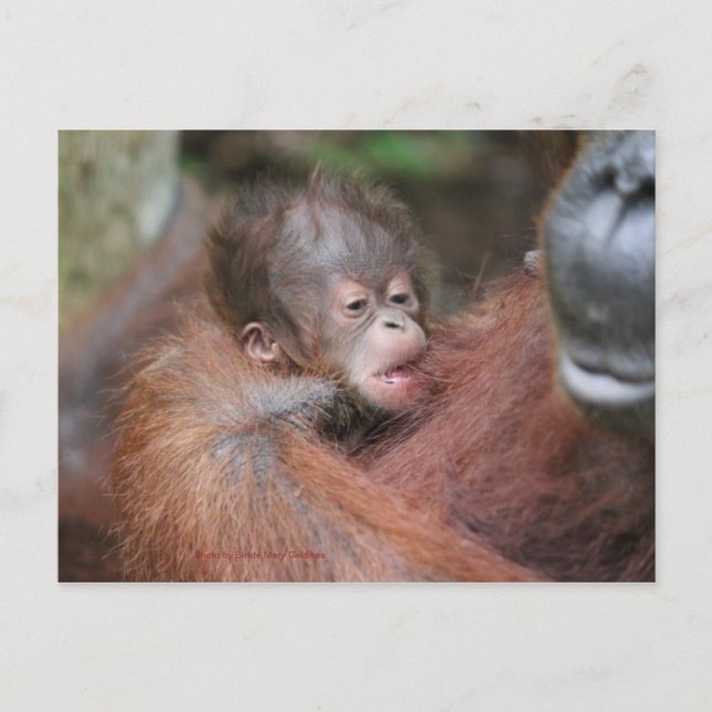 Carte Postale Faire-part Le nouveau fils de bébé d'Akmad au camp Leakey (Devant)