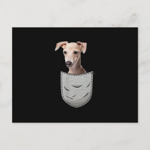 Carte Postale Faire-part Lévriers Italiens Whippet Pochette de Poitrine pou