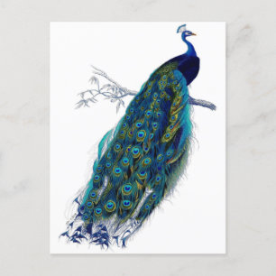 Carte Postale Faire-part Magnifique paon bleu Nature Oiseau Plumes de queue