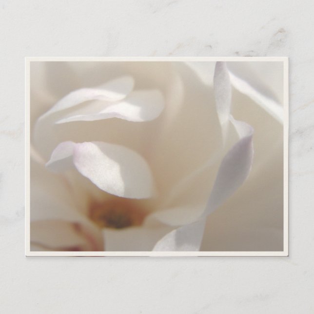 Carte Postale Faire-part Magnolia Ivoire Romantique Enregistrer la Date (Devant)