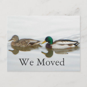 Carte Postale Faire-part Mallards