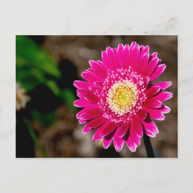 Carte Postale Faire-part Marguerite de Gerber Garvinea Sweet Fiesta (Devant)