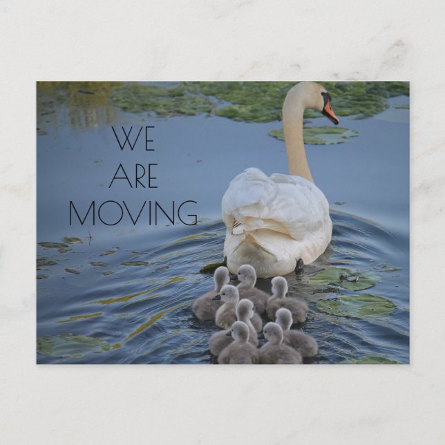Carte Postale Faire-part Mère Swan Baby Cygnets Eau Changement d'adresse (Devant)