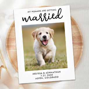 Carte Postale Faire-part Mes humains se marient Chien Sauvegarder la date