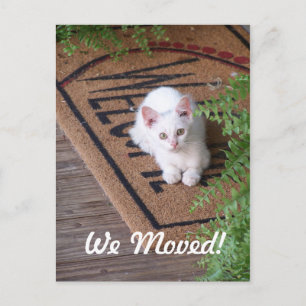 Carte Postale Faire-part Nous avons déménagé petit chat blanc