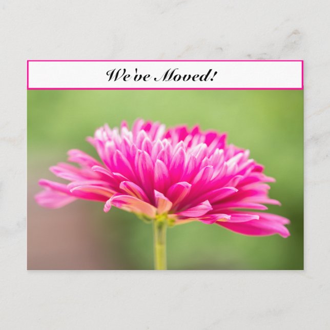 Carte Postale Faire-part Nous avons déménagé Pink Chysanthemum (Devant)