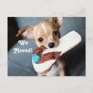 Carte Postale Faire-part Nous avons déplacé le chiwawa