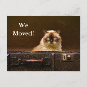Carte Postale Faire-part Nous nous sommes déplacés ! Nouveau chat de