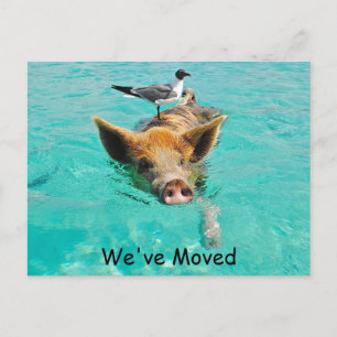 Carte Postale Faire-part Nouvelle adresse du porc qui nage