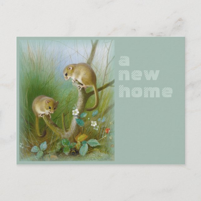Carte Postale Faire-part Nouvelle maison CC0112 Archibald Thorburn Dormice (Devant)