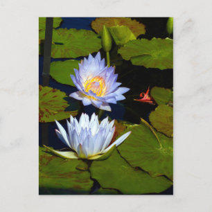Carte Postale Faire-part Nymphéas bleus